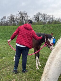 Atraktivní klisna APH 🦄 - 9