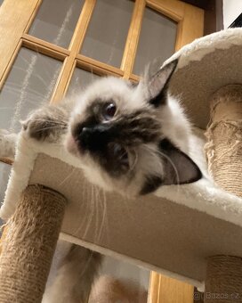 Kočičky Ragdoll bez PP - 9