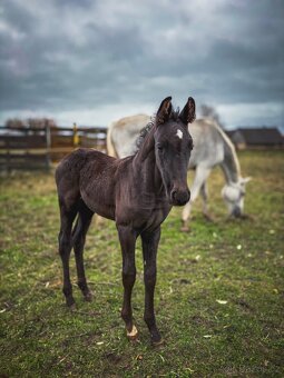 Hledáme výpomoc ke koním - 9