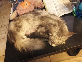 Mainská mývalí - 9