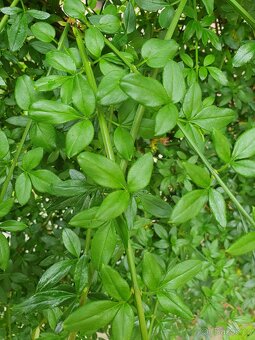 Motýlí keř, komule Davidova - 9