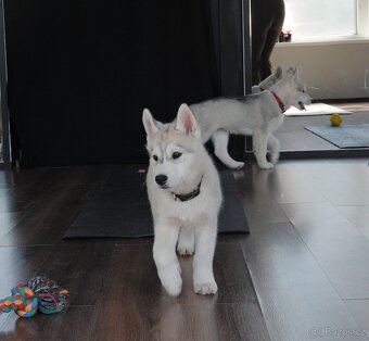 Sibírsky Husky s PP - 9