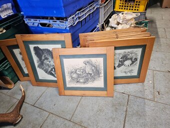 Paroží,trofeje,shozy,obrazy - 9