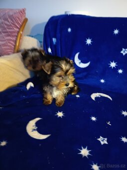 Jorkšírský teriér bez PP - 9