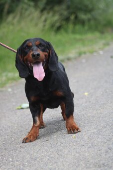 MR.SAUSAGE K ADOPCI - 7 LET,HODNÝ, KÁMOŠ S CHLAPMI :-) - 9
