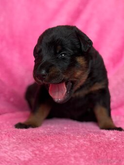 Beauceron štěńátka s PP ze zahraničního spojení - 9