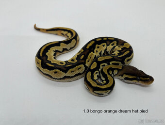 Krajta královská (Python regius) - 9