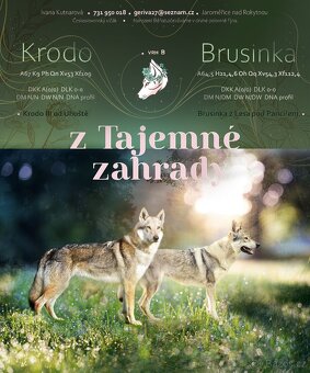 Československý vlčák, štěňata z Tajemné zahrady - 9