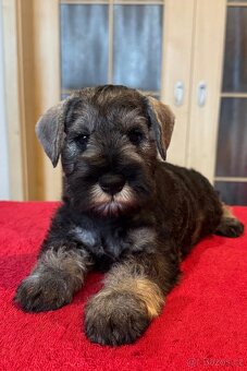 Knírač malý pepř a sůl - 9