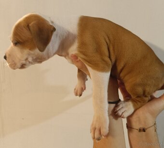 Štěňata americký stafordšírský teriér - 9