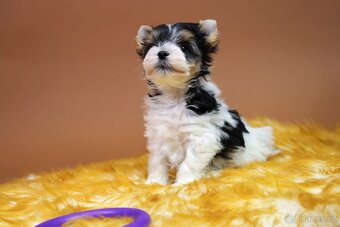 Biewer jorkšírský terriér - pejsek - 9