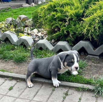 Štěně American Bully - 9