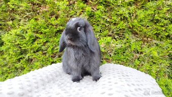 Zakrslý beránek, králíček, králík - ELLA - 9