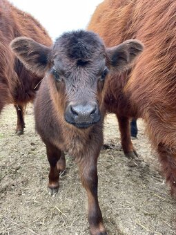 Aberdeen Angus, Highland - 9