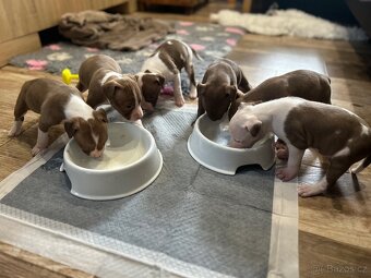 Americký pitbull teriér s PP - 9