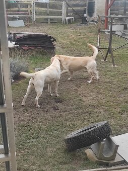 Štěňata labradorského retrívra - 9