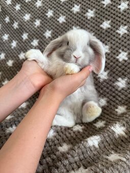 Mini Lop - beránek - 9
