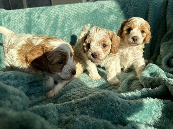 🐶 CAVAPOOCHON ŠTĚŇÁTKA – PRVNÍ VRH NAŠICH RODINNÝCH MAZLÍKŮ - 9
