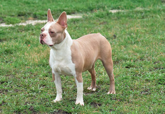 bostonský teriér  s PP  - modrý pejsek+ modrá holčička - 9