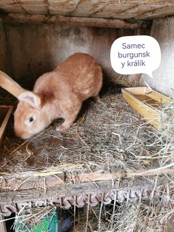 Rušení chovu králíků - 9
