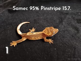 Pagekon Řasnatý - 9