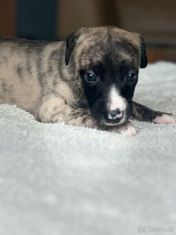 vipet/whippet štěňátka - 9