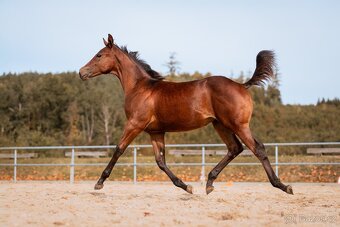 Appaloosa klisna - 9
