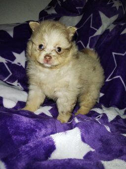 Pomeranian- německý špic - 9