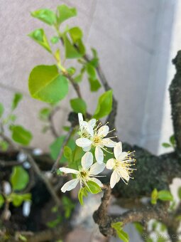 Bonsai, Bonsaj, mahalebka, solitéra - 9