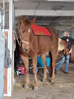 Appa valach nar.2017 s QH linií - 9