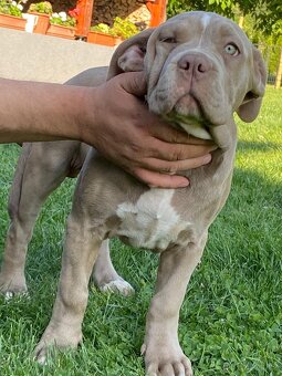 American Bully - 9