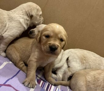 Zlatý retrívr bez PP - 9