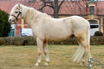 Prodám klisnu WPBr s PP, - 9