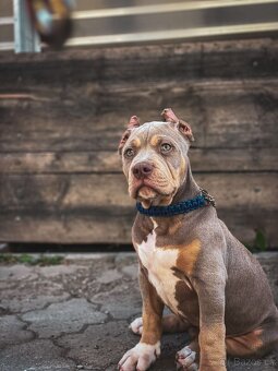 American bully xl/xxl Pitbull xxl - 9