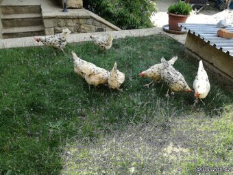 VLASKA EXCHEQUER loňští kohoutci - 9