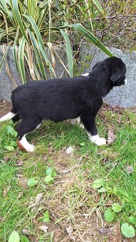 Kolie,kolia,mini - 9