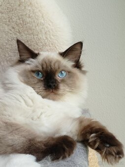 Ragdoll s pp - 9