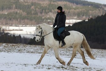 Pony valach na prodej - 9