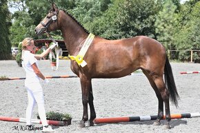 Klisna ČT - 9