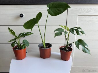 Monstera, cena za 3 rostliny 360 Kč. - 9