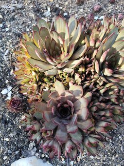 Prodám netřesky, okr. Znojmo - 9