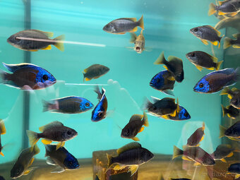 Tlamovci Copadichromis borleyi - 9