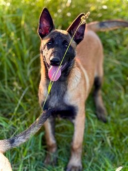 BELGICKÝ OVČÁK MALINOIS - ŠTĚŇATA S PP - 9