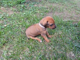 Rhodéský ridgeback - 9