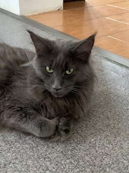 mainská mývalí koťata - 9