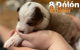 Border kolie s pp - 9