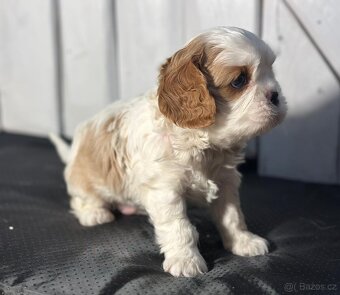 Kavalir King Charles spaniel - 9