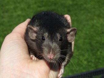 Dumbo, rex, obláčkový efekt - mláďata potkánků s VP - 9