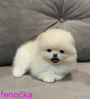 Pomeranian mini - 9