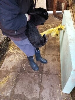 Králíci samice i samci německý obrovitý strakáči a křížencia - 9